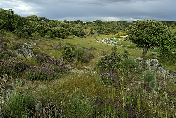 Spanien (Spain)