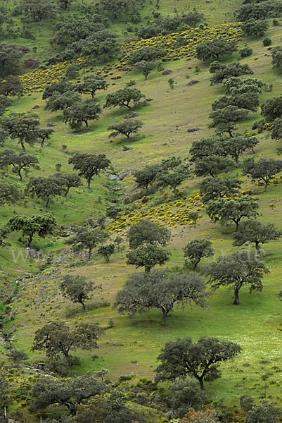 Spanien (Spain)