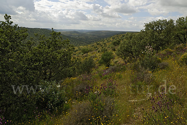 Spanien (Spain)