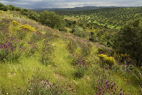 Spanien (Spain)