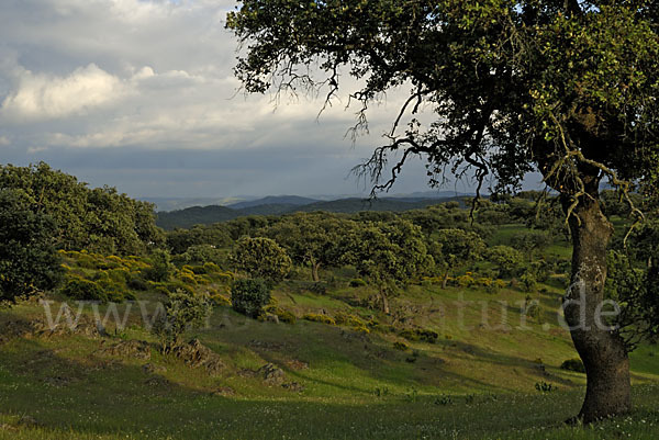 Spanien (Spain)