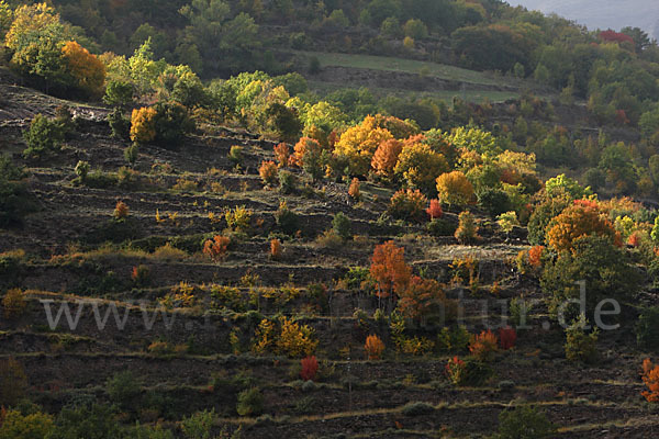 Spanien (Spain)