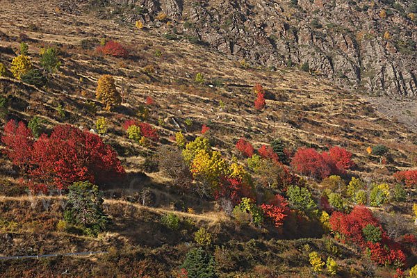 Spanien (Spain)