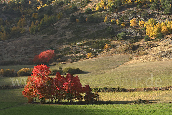 Spanien (Spain)