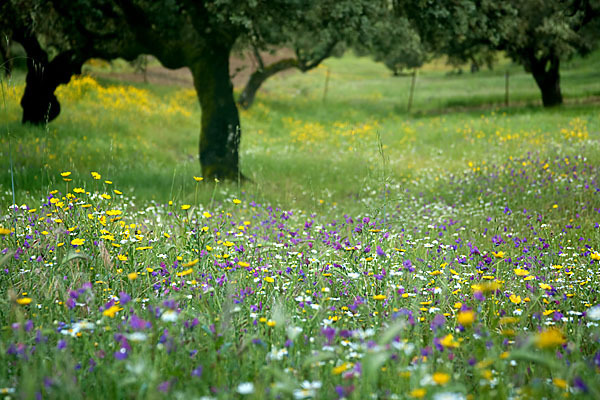 Spanien (Spain)