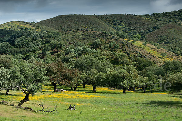 Spanien (Spain)