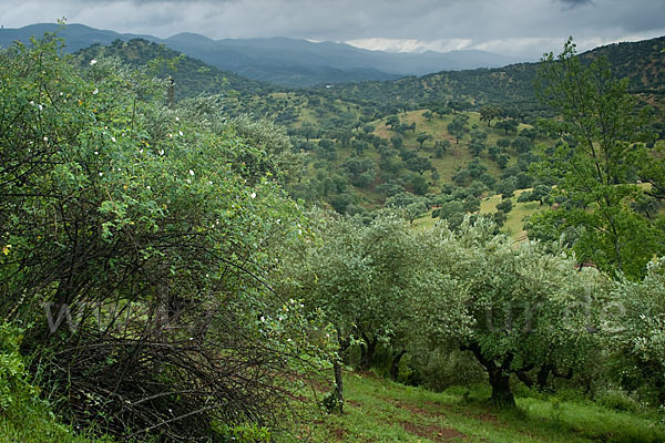 Spanien (Spain)