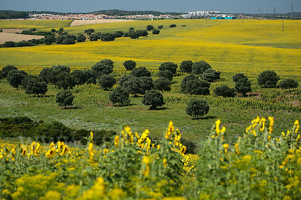 Spanien (Spain)