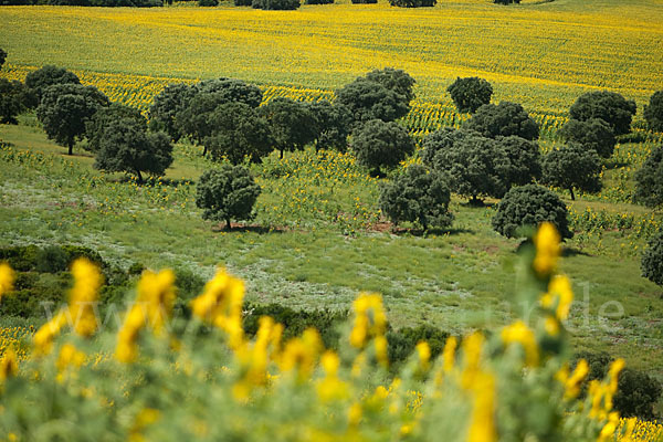 Spanien (Spain)