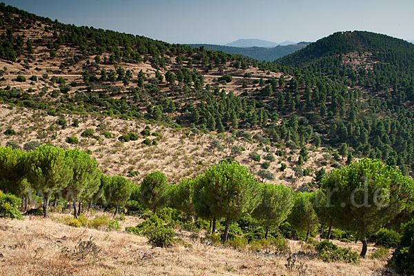 Spanien (Spain)