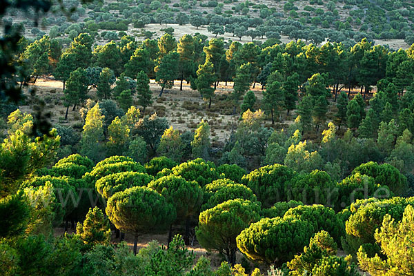 Spanien (Spain)