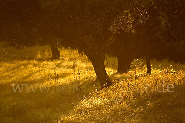 Spanien (Spain)