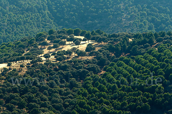 Spanien (Spain)