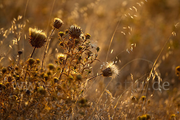 Spanien (Spain)