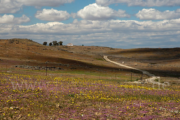 Spanien (Spain)