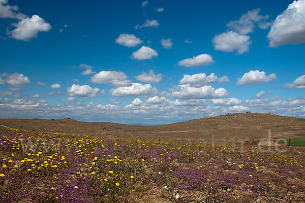 Spanien (Spain)