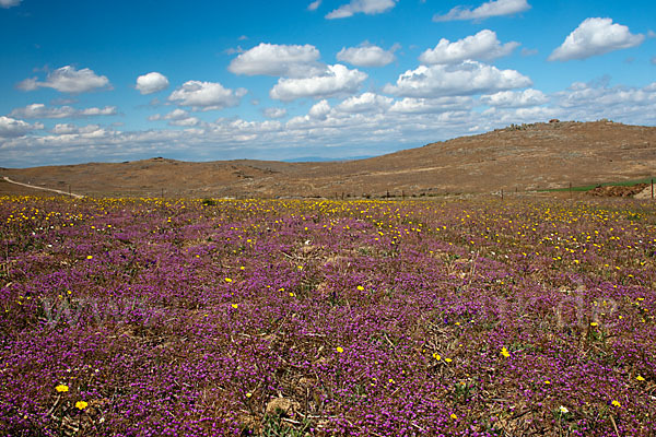 Spanien (Spain)