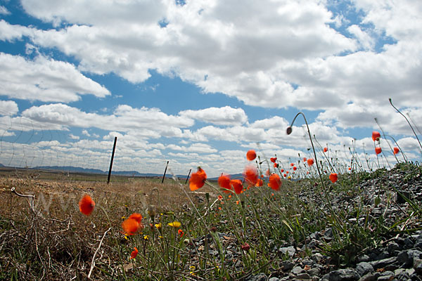 Spanien (Spain)