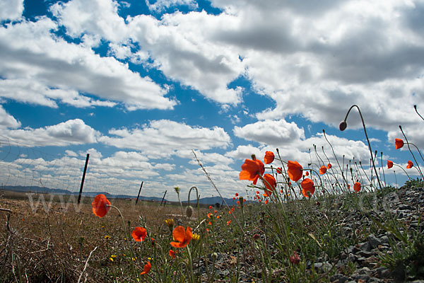 Spanien (Spain)