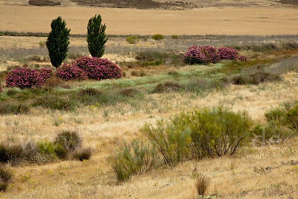 Spanien (Spain)