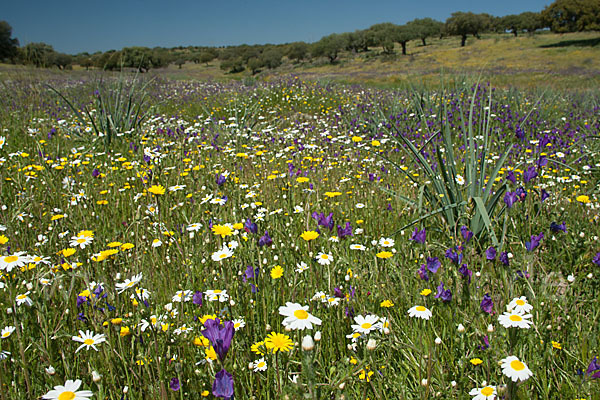 Spanien (Spain)