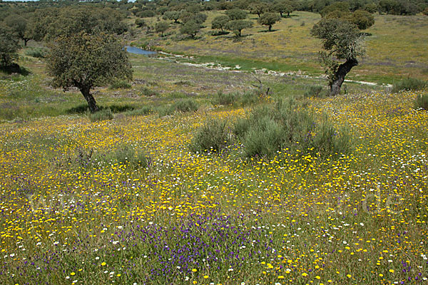 Spanien (Spain)