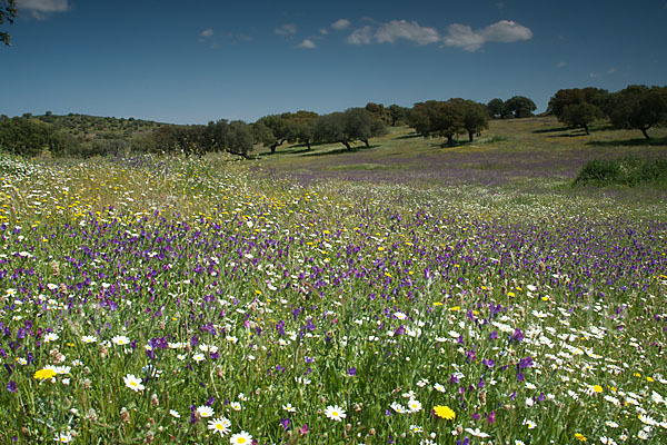 Spanien (Spain)