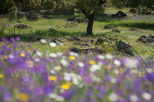 Spanien (Spain)