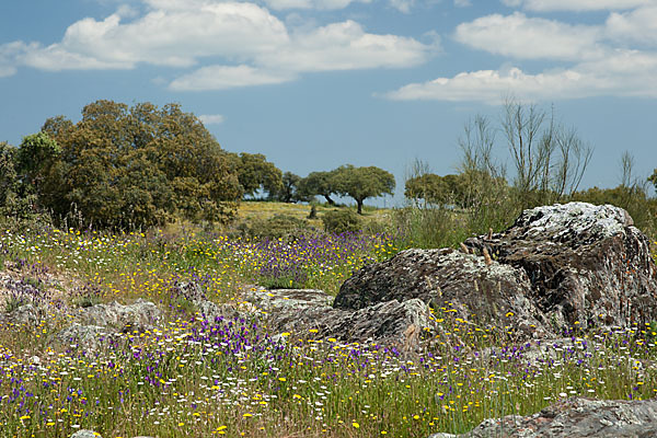 Spanien (Spain)