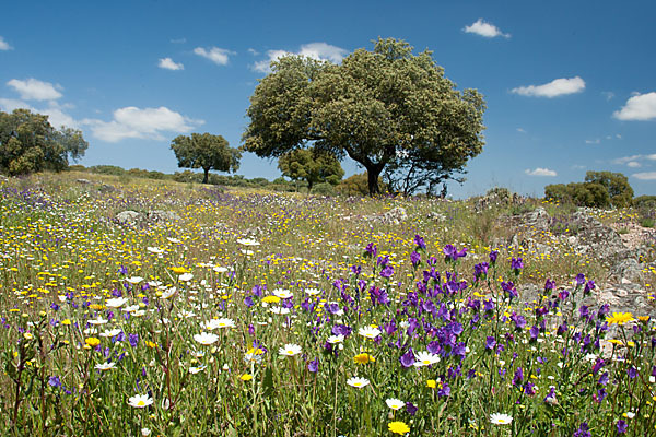 Spanien (Spain)