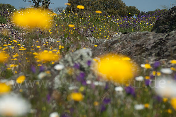 Spanien (Spain)