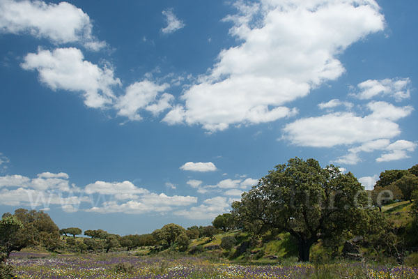 Spanien (Spain)