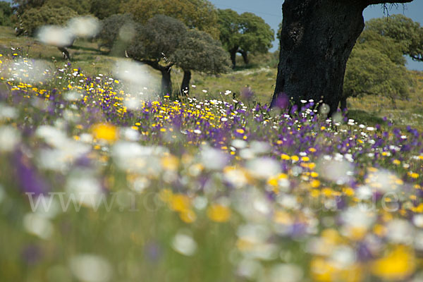 Spanien (Spain)