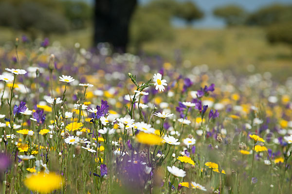 Spanien (Spain)