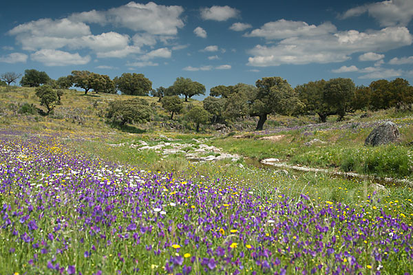 Spanien (Spain)