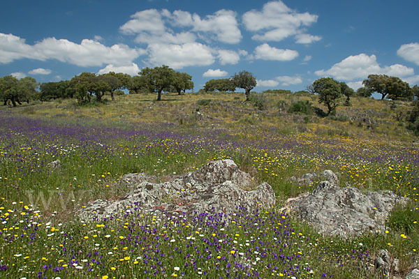 Spanien (Spain)