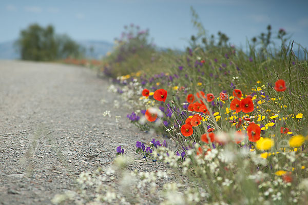 Spanien (Spain)