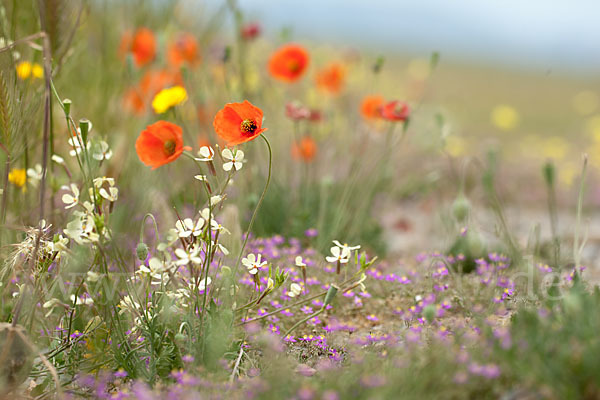 Spanien (Spain)