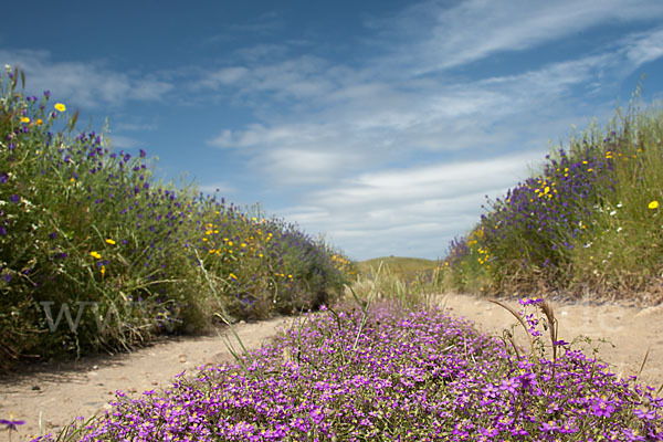 Spanien (Spain)