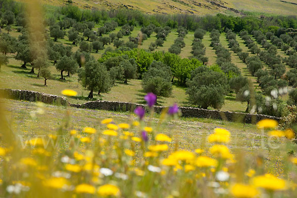 Spanien (Spain)