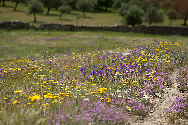 Spanien (Spain)