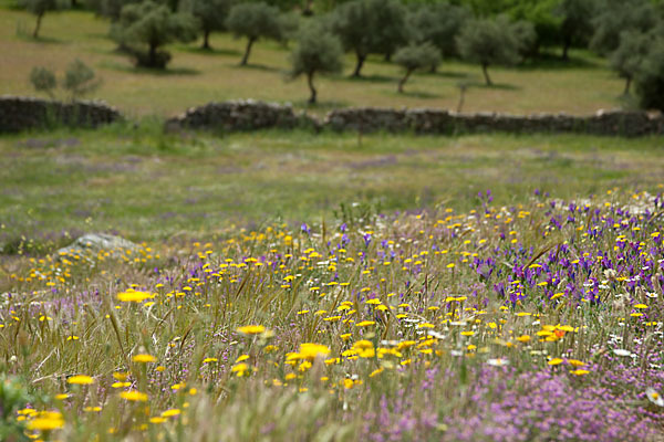Spanien (Spain)