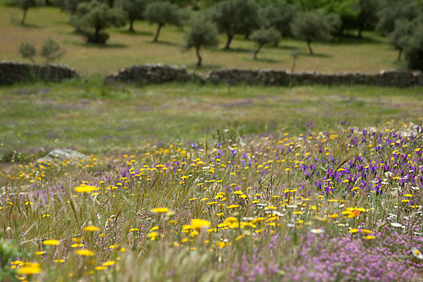 Spanien (Spain)