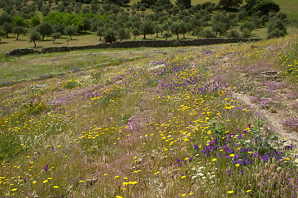 Spanien (Spain)