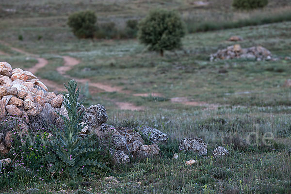 Spanien (Spain)