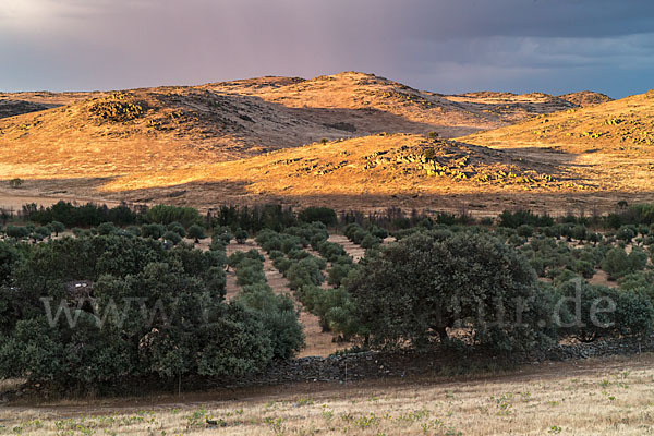 Spanien (Spain)