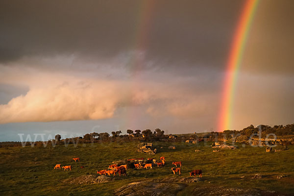 Spanien (Spain)