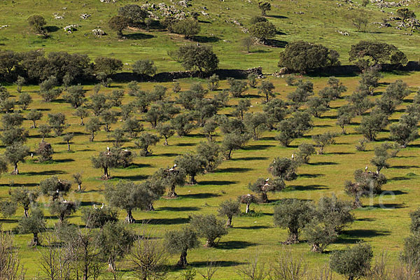 Spanien (Spain)