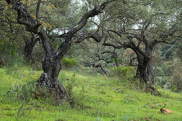 Spanien (Spain)