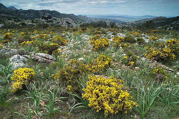 Spanien (Spain)